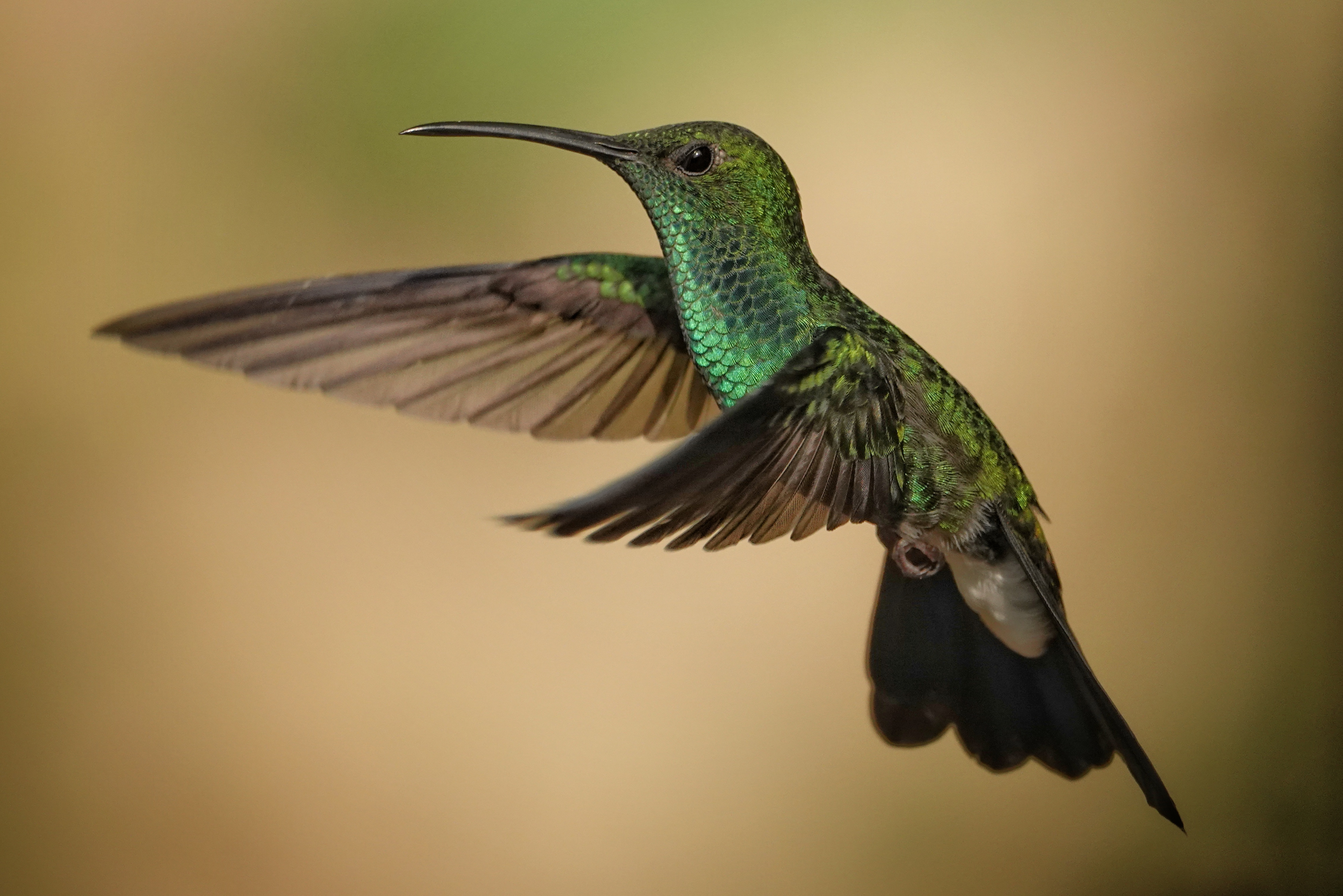 Colibri en vol